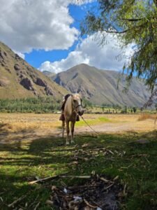 Sacred Valley Horseback Ridding Experiencies